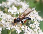 Phaenolobus terebrator